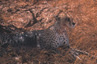 ghepardi tanzania