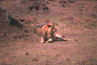 leoni tanzania