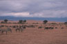 animali Ngorongoro