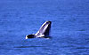 Balene Hermanus Bay