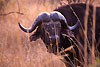 Bufali Parco Kruger
