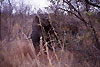 Elefanti Parco Kruger
