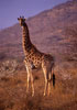 Giraffa Parco Kruger