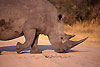 Rinoceronti Parco Kruger