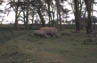 rinoceronti kenya