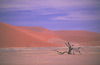 Namib desert
