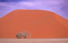 Namib desert