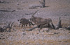 Orici Etosha